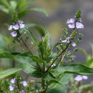 Veronica anagallis-aquatica at Fadden, ACT - 4 Dec 2021