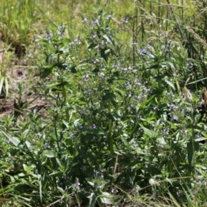 Veronica anagallis-aquatica at Fadden, ACT - 4 Dec 2021