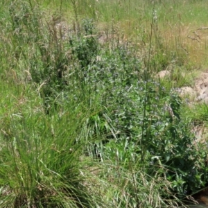 Veronica anagallis-aquatica at Fadden, ACT - 4 Dec 2021