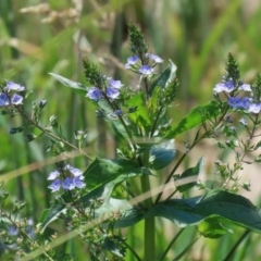 Veronica anagallis-aquatica at Fadden, ACT - 4 Dec 2021