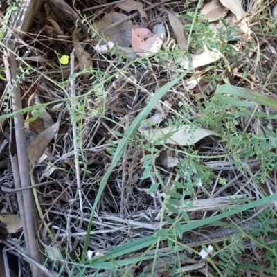 Vicia disperma (Two Seeded Vetch) at Rye Park, NSW - 4 Dec 2021 by drakes