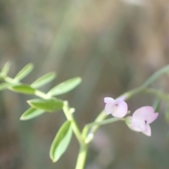 Vicia disperma at Rye Park, NSW - 4 Dec 2021 04:22 PM