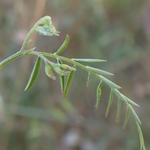 Vicia disperma at Rye Park, NSW - 4 Dec 2021 04:22 PM