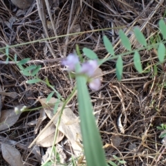 Vicia disperma at Rye Park, NSW - 4 Dec 2021