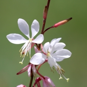 Oenothera lindheimeri at Fadden, ACT - 4 Dec 2021