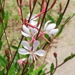 Oenothera lindheimeri at Fadden, ACT - 4 Dec 2021