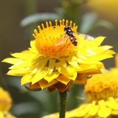 Xerochrysum viscosum (Sticky Everlasting) at Fadden, ACT - 4 Dec 2021 by RodDeb