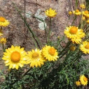 Xerochrysum viscosum at Fadden, ACT - 4 Dec 2021