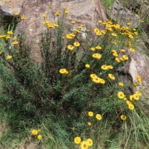 Xerochrysum viscosum at Fadden, ACT - 4 Dec 2021