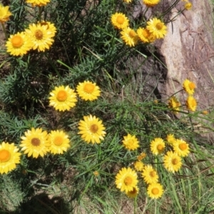 Xerochrysum viscosum at Fadden, ACT - 4 Dec 2021