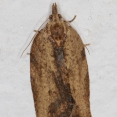 Epiphyas (genus) (A Tortrid moth) at Melba, ACT - 14 Sep 2021 by kasiaaus
