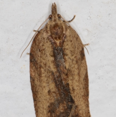 Epiphyas (genus) (A Tortrid moth) at Melba, ACT - 14 Sep 2021 by kasiaaus