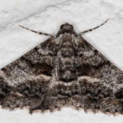 Gastrinodes argoplaca (Cryptic Bark Moth) at Melba, ACT - 15 Sep 2021 by kasiaaus