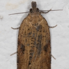 Tortricinae (subfamily) (A tortrix moth) at Melba, ACT - 16 Sep 2021 by kasiaaus