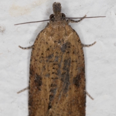 Tortricinae (subfamily) (A tortrix moth) at Melba, ACT - 17 Sep 2021 by kasiaaus