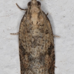 Tortricinae (subfamily) (A tortrix moth) at Melba, ACT - 16 Sep 2021 by kasiaaus