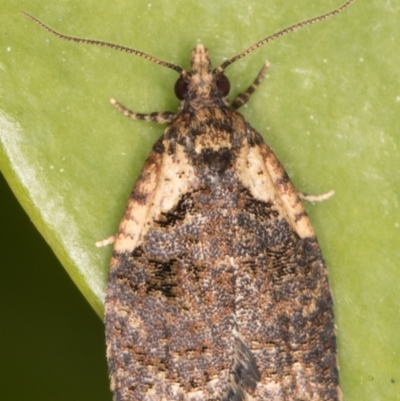 Capua intractana (A Tortricid moth) at Melba, ACT - 16 Sep 2021 by kasiaaus