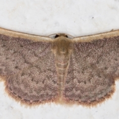 Idaea inversata (Purple Wave) at Melba, ACT - 17 Sep 2021 by kasiaaus