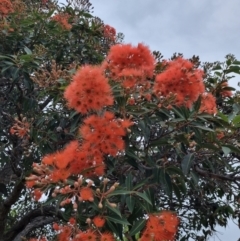 Corymbia ficifolia (Red-flowering Gum) at Eden, NSW - 3 Dec 2021 by AaronClausen