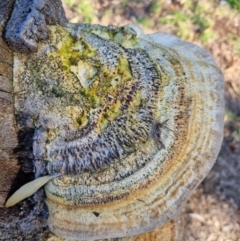 Trametes sp. at Eden, NSW - 4 Dec 2021 by AaronClausen