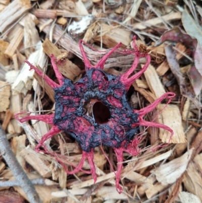 Aseroe rubra (Anemone Stinkhorn) at Eden, NSW - 5 Dec 2021 by AaronClausen