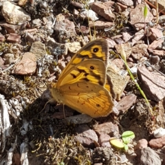 Heteronympha merope (Common Brown Butterfly) at Gundaroo, NSW - 4 Dec 2021 by MatthewFrawley