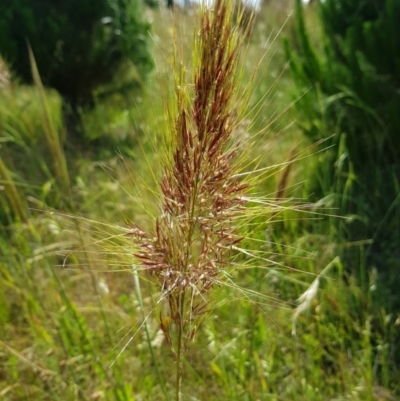 Austrostipa densiflora (Foxtail Speargrass) at Gundaroo, NSW - 3 Dec 2021 by MatthewFrawley