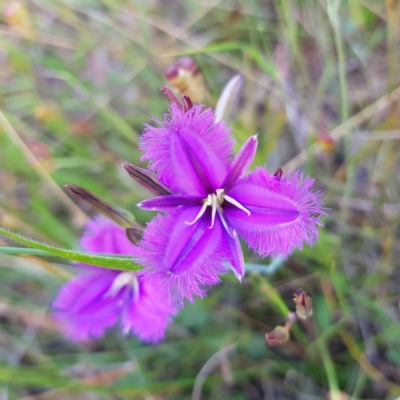 Thysanotus tuberosus subsp. tuberosus (Common Fringe-lily) at Gundaroo, NSW - 4 Dec 2021 by MatthewFrawley