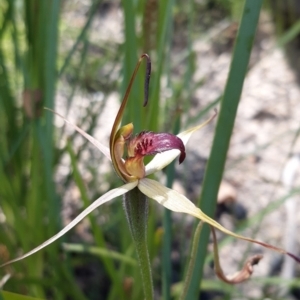 Caladenia montana at Tennent, ACT - suppressed