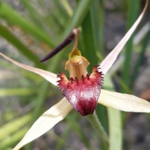 Caladenia montana at Tennent, ACT - suppressed