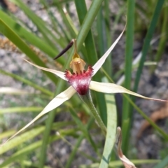 Caladenia montana at Tennent, ACT - suppressed