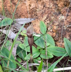 Chiloglottis valida at Cotter River, ACT - suppressed