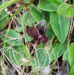 Chiloglottis valida at Cotter River, ACT - suppressed