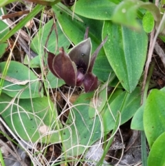 Chiloglottis valida at Cotter River, ACT - suppressed