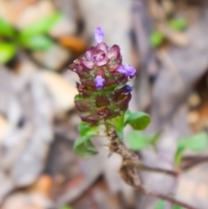 Prunella vulgaris at Cotter River, ACT - 4 Dec 2021