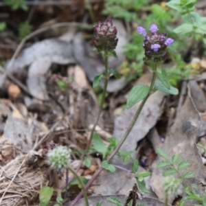 Prunella vulgaris at Cotter River, ACT - 4 Dec 2021