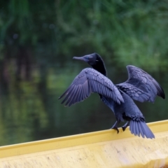 Phalacrocorax sulcirostris (Little Black Cormorant) at Sullivans Creek, Lyneham North - 5 Dec 2021 by RobertD