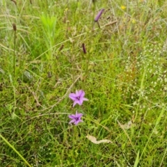 Arthropodium fimbriatum (Nodding Chocolate Lily) at O'Malley, ACT - 4 Dec 2021 by Mike