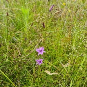 Arthropodium fimbriatum at O'Malley, ACT - 5 Dec 2021 10:26 AM