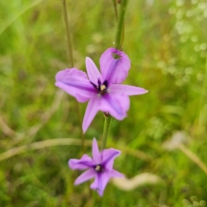 Arthropodium fimbriatum at O'Malley, ACT - 5 Dec 2021