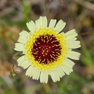Tolpis barbata (Yellow Hawkweed) at O'Malley, ACT - 4 Dec 2021 by Mike