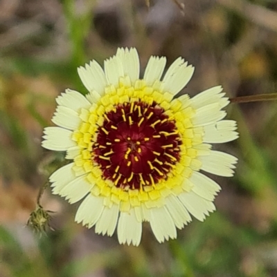 Tolpis barbata (Yellow Hawkweed) at O'Malley, ACT - 5 Dec 2021 by Mike