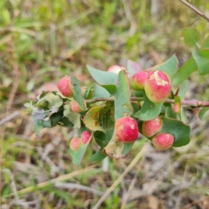 Eucalyptus insect gall at O'Malley, ACT - 5 Dec 2021