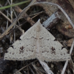 Dichromodes estigmaria (Pale Grey Heath Moth) at Paddys River, ACT - 30 Nov 2021 by MichaelBedingfield