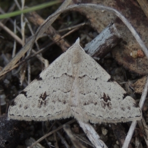 Dichromodes estigmaria at Paddys River, ACT - 30 Nov 2021