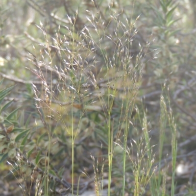 Aira elegantissima (Delicate Hairgrass) at Conder, ACT - 20 Oct 2021 by MichaelBedingfield