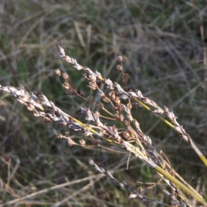 Lepidosperma laterale at Conder, ACT - 20 Oct 2021 05:13 PM