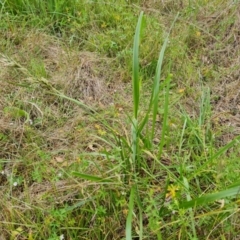 Festuca arundinacea (Tall Fescue) at O'Malley, ACT - 5 Dec 2021 by Mike