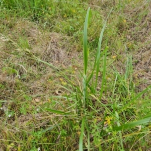 Festuca arundinacea at O'Malley, ACT - 5 Dec 2021