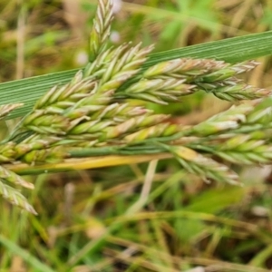 Festuca arundinacea at O'Malley, ACT - 5 Dec 2021